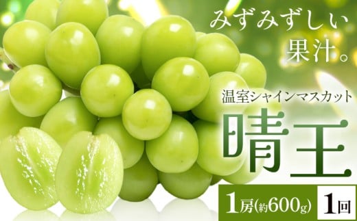 【2026年発送先行予約】シャインマスカット 温室 晴王 1房(約600g) 1回お届け シャイン マスカット《2026年7月中旬-8月中旬頃出荷》晴レ乃青果　(岡山中央卸売市場店(富士紙工 有限会社)) 送料無料 岡山県 浅口市 フルーツ 果物 岡山県産【配送不可地域あり】