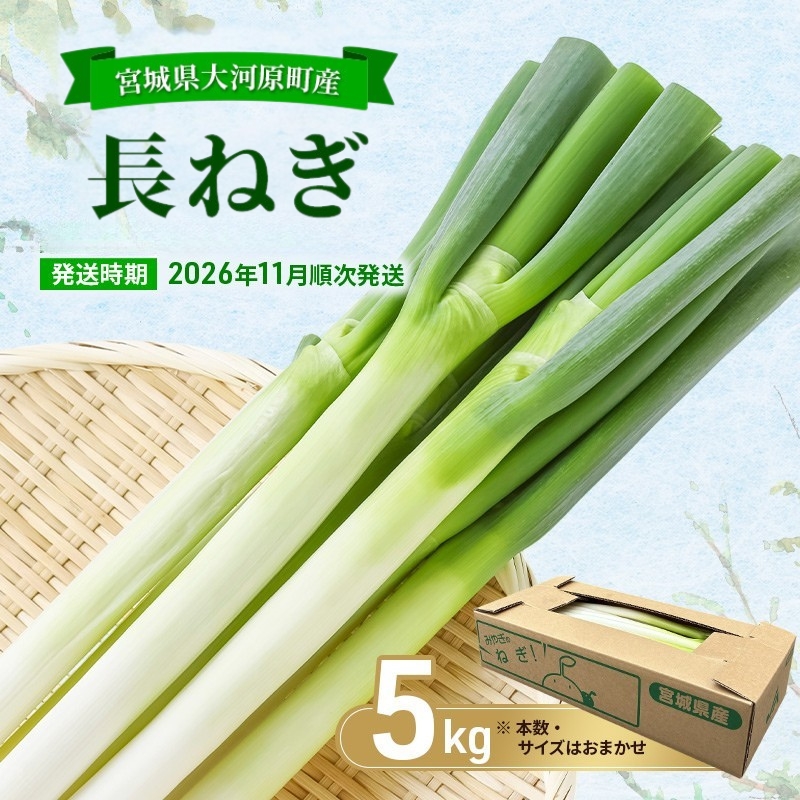 長ねぎ 約5kg 新鮮 野菜 ねぎ 葱 野菜 やさい 新鮮 鍋 薬味 焼