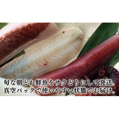 ふるさと納税 福井市 大将におまかせ!朝どれサクどり鮮魚2〜3人前 【4月〜10月発送】 |  | 01