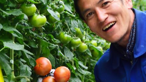 【2024年2月上旬発送】 スーパーフルーツトマト 小箱 約800g (7～13玉) 糖度9度以上 ＆ 新鮮きゅうり 約20本 野菜セット とまと トマト 胡瓜 キュウリ 野菜 [BC064sa]