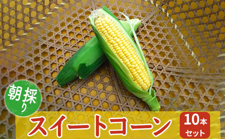 朝採りスイートコーン 10本セット 野菜 とうもろこし 