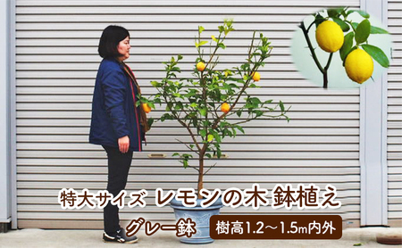 苗木 レモン 特大サイズ レモンの木 鉢植え グレー鉢 1個 苗木
