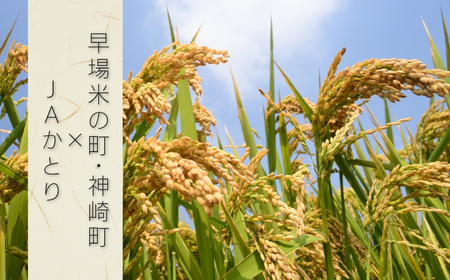 JAかとり直送 ふさおとめ 精米10kg（5kg×2） 千葉県神崎町産 令和7年産 [001-a006]