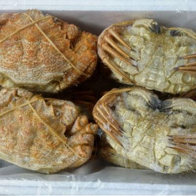 ふるさと納税 根室市 【北海道根室産】クリガニ200〜250g×10〜12尾 C-57038 |  | 01