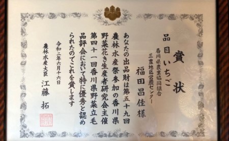 福田さんちのイチゴ(さぬきひめ) 3Lサイズ 1.2kg以上 ギフトボックス3箱【配送不可：北海道、沖縄、離島エリア】苺 農園直送 いちご採れたて 直送