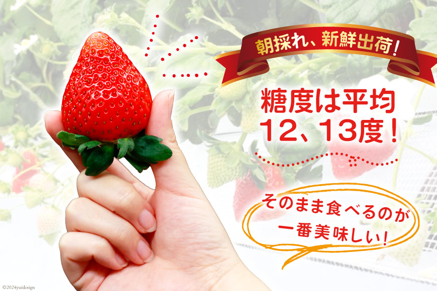【期間限定発送】 いちご 恋みのり 2kg 以上 8パック [キチ・フィールド 長崎県 雲仙市 item1852] イチゴ 苺 フルーツ 果物 期間限定 季節限定 先行予約