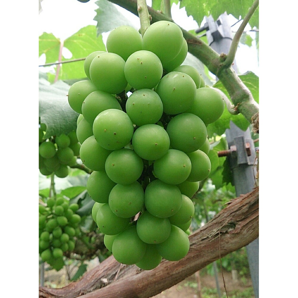 【ふるさと納税】【2026年産】兵庫県認証食品！シャインマスカット2kg