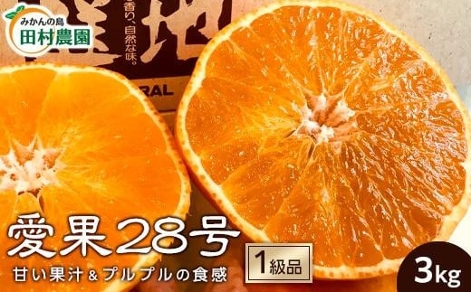 【先行予約12月上旬から発送】【1級品】愛果28号 3kg | 12月発送 紅まどんな と同品種 みかん 柑橘 愛果28号 みかん あいか 果物 フルーツ 松山市 愛媛県 田村農園