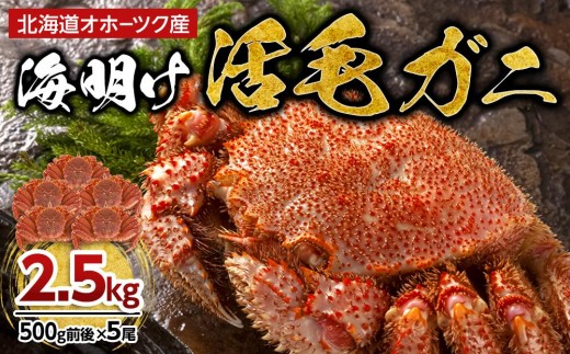 
                  【着日指定可】北海道オホーツク産海明け活毛ガニ　ボイル未冷凍配送(チルド 冷蔵配送)　500g前後　5尾　_03503
                