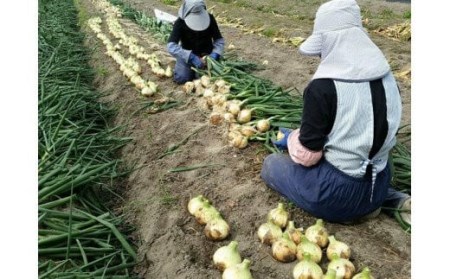 【あさひサンファーム】【10㎏】兵庫県認証★特別栽培★淡路島新たまねぎ（配送3月上旬～）