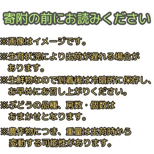【南信州高森産】旬の ぶどう・梨セット　約2kg＜9月下旬より発送開始＞
