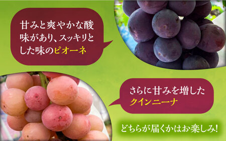 【先行予約】赤ぶどう 2kg ( ピオーネ or クインニーナ ) VCY006 赤ブドウ 葡萄