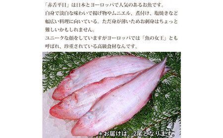 【鱗、内臓処理】赤舌平目 2尾（1尾、約250g～300g）れんちょうがれい レンチョウ
