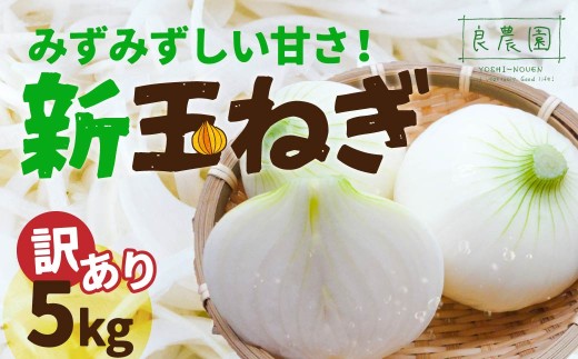 訳あり 新玉ねぎ 5kg  | 減農薬 野菜ソムリエ みずみずしい 旬野菜 生野菜 サラダ ギフト レシピ 贈り物 国産 朝採れ 新鮮野菜 産直 良農園 群馬県 前橋市