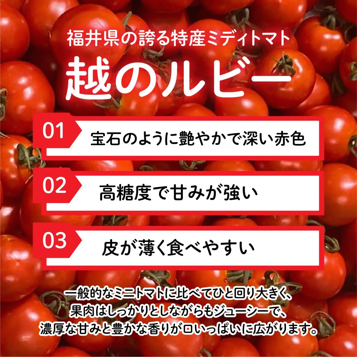 【先行予約】甘くて皮が薄く食べやすい　福井市産ミディトマト『越のルビー』2kg以上【2026年9月中旬より順次発送】[A-180003] / トマト