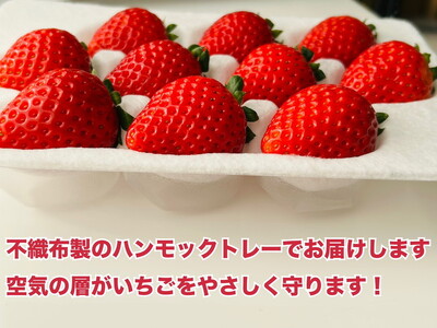 とちあいか 約1000g（約250g×4パック）｜ いちご イチゴ 苺 果物 フルーツ 栃木県 宇都宮市 ※離島への配送不可 ※2026年1月中旬～4月下旬頃に順次発送予定