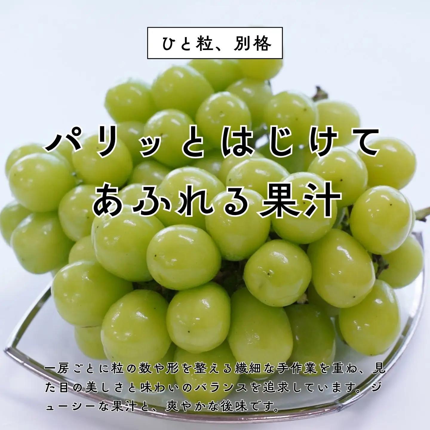 ＊先行予約＊　シャインマスカット 小房詰め合わせパック 約600g×3 約1.8kg [2026年発送分] 令和8年 シャインマスカット 新潟県三条市 果物 こひなた果樹園]
