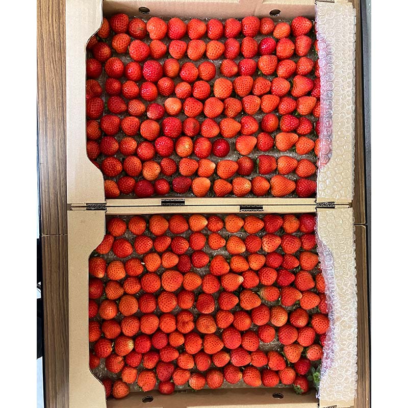 【 訳あり 】赤い妖精 1.8kg(小粒 1粒5～9g) 夏いちご 規格外にて訳あり イチゴ 夏イチゴ 果物 苺 いちご 夏 スィーツ ケーキ フルーツ 北海道 規格外 F4F-4624