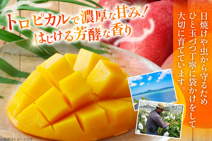 【期間限定発送】 訳あり マンゴー (アーウィン種) 約 2kg (4～6玉) [伊江村マンゴー部会 沖縄県 伊江村 ie47bde320010] 沖縄 フルーツ 果物 甘い 夏 濃厚 Mango 果