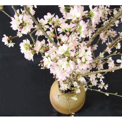 ふるさと納税 寒河江市 啓翁桜(けいおうざくら)計16本(80cm×8本×2セット)