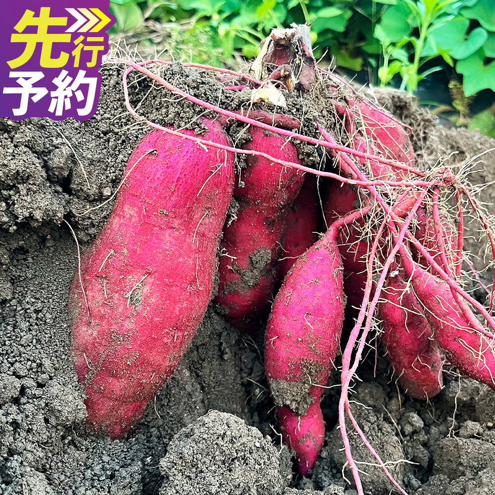 【ふるさと納税】福岡県産熟成紅はるか 約3kg さつまいも イモ 芋 紅はるか 野菜 福岡県産 九州産 送料無料 【2026年11月上旬-2027年2月上旬発送予定】