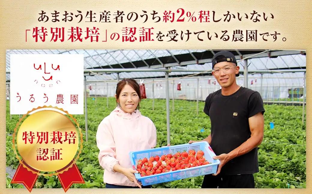 【特別栽培】うるう農園 冷凍あまおう 1kg あまおう イチゴ いちご 苺 フルーツ 果物【2027年1月上旬発送開始】