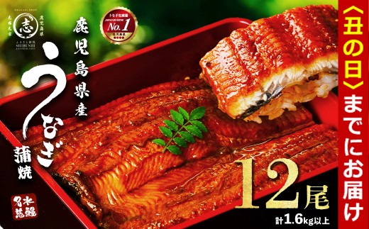 【丑の日までに配送】【数量限定】鹿児島県産うなぎ蒲焼 名水慈鰻 12尾(1尾約120g以上)＜計約1.6kg以上＞ f2-003-us