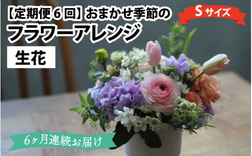 【定期便6回】おまかせ季節のフラワーアレンジ（生花）Ｓサイズ×6ヶ月【母の日申込期日：4/26（日）まで】【母の日発送予定日：～5/11（月）まで】お好み 日時指定可能
