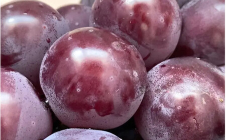 2026年先行予約【ご贈答用】 ニューピオーネ 3房～４房入り （2kg前後 化粧箱入） Lino＆Kai Farm  ぶどう 岡山 真庭市 ピオーネ ギフト 【linokai006-02】