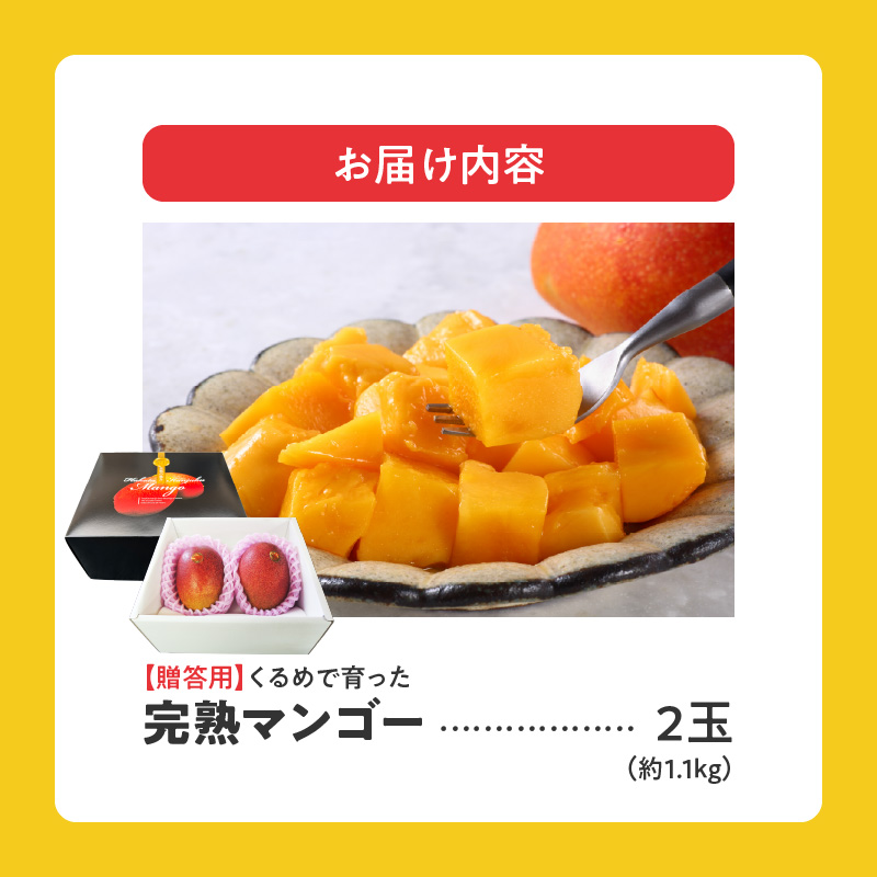 【2027年6月以降お届け】くるめで育った完熟マンゴー（2玉：約1.1kg） _ 贈答用 くるめで育った 完熟マンゴー 2玉 約 1.1kg 甘い 高糖度 地植栽培 ビタミンA トロピカル フルーツ 果物 マンゴー 国産 クール便 お取り寄せ 福岡県 久留米市 送料無料 _ Fm010-02-11