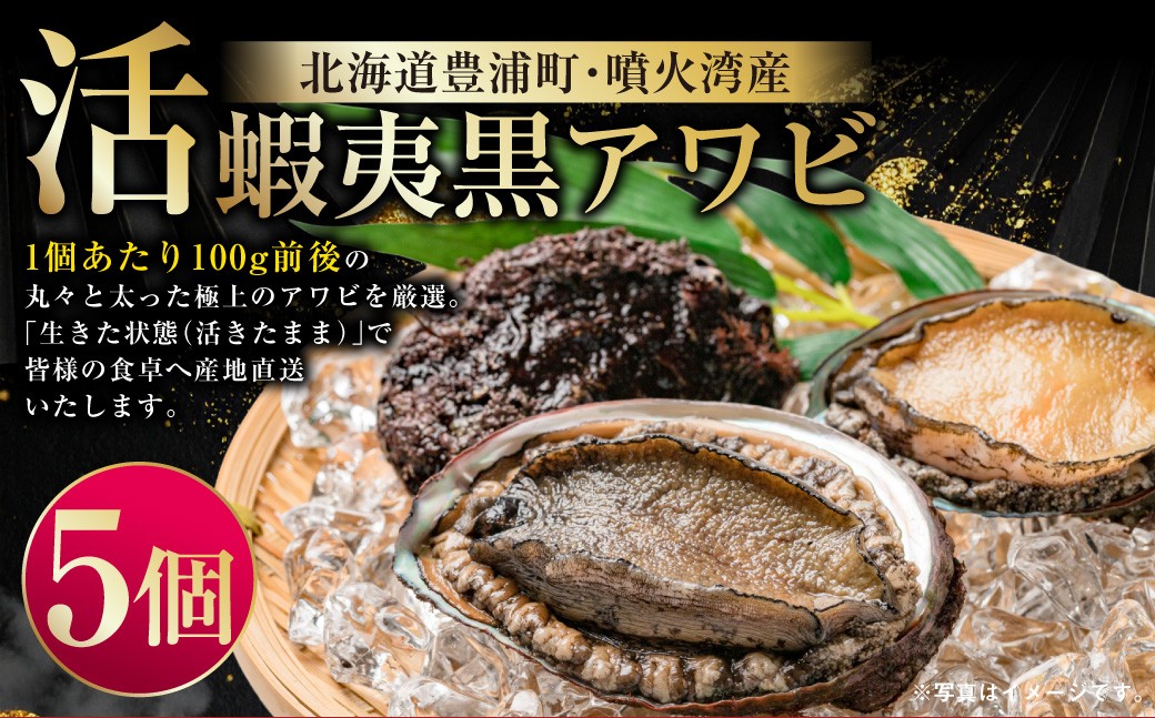 
                  活 蝦夷黒アワビ 5個 計500g程度 アワビ あわび 鮑 黒アワビ 魚貝 貝 海鮮貝 海鮮 海産 魚介 産地直送 国産 北海道産 冷蔵 【 2026年11月下旬～12月下旬迄発送 】
                
