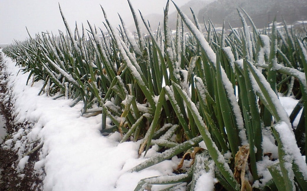 冬の間は厳しい寒さになる朝来市で、独特の甘みと柔らかさを増しています。