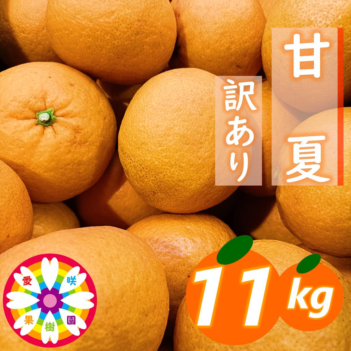 【先行受付】愛咲果樹園「甘夏」訳あり約11kg【C71-39】YWTS038