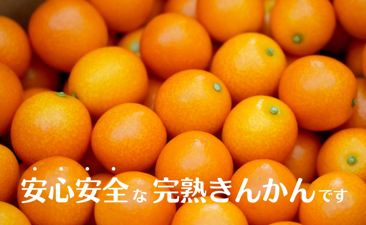 【減農薬栽培！甘くてジューシー！】有田産 完熟金柑 2kg【