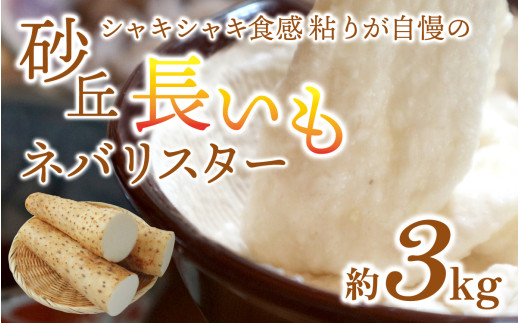 【先行予約 2026年収穫分】長いも ネバリスター 1箱 3kg / 長いも 長イモ ながいも 山芋 やまいも ヤマイモ 芋 いも イモ 3キロ とろろ 根菜