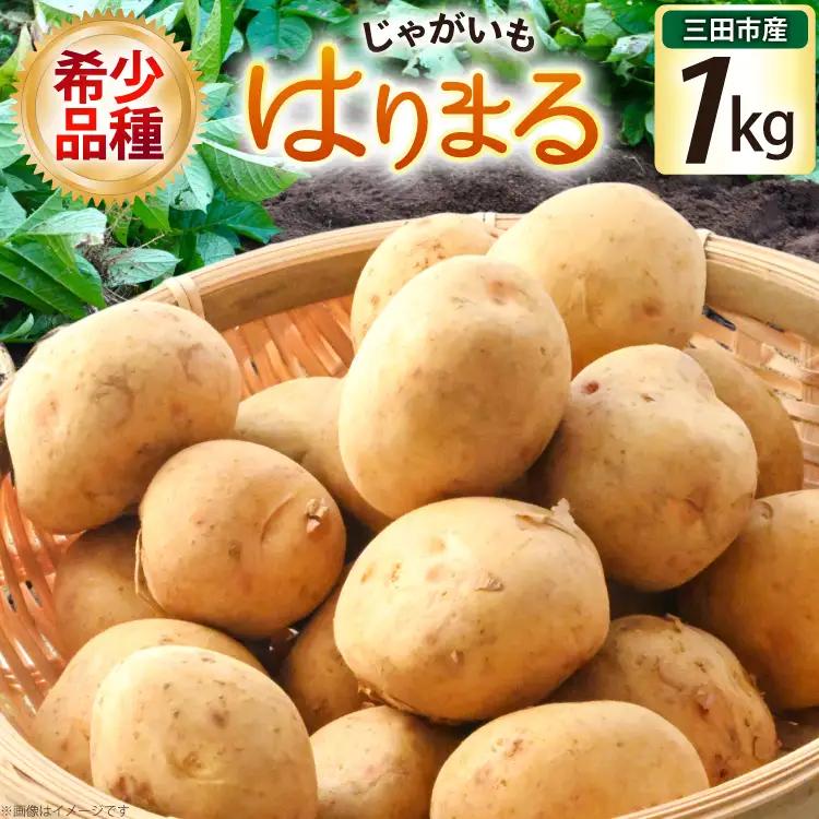 じゃがいも はりまる 1kg 【期間限定発送】[SSSファーム 兵庫県 三田市 3d28bed520003]