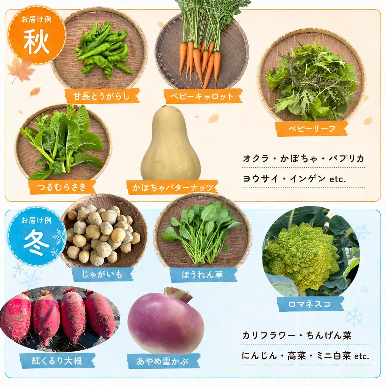 【定期便12回】 有機野菜 オーガニック 野菜セット