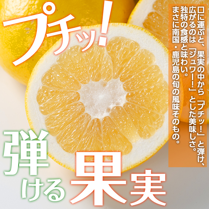 i916 ＜2026年3月上旬～5月下旬の間に発送予定＞サワーポメロ(約10kg) 柑橘 サワーポメロ 鹿児島県 国産 果物 フルーツ みかん 文旦 ボンタン 【江崎果樹園】