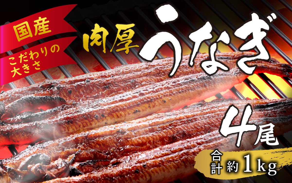 
国産 活うなぎ蒲焼 約1kg (約270g×4尾)【愛知県産 国産 無着色 鰻 ウナギ うなぎ】 [D-124005]
