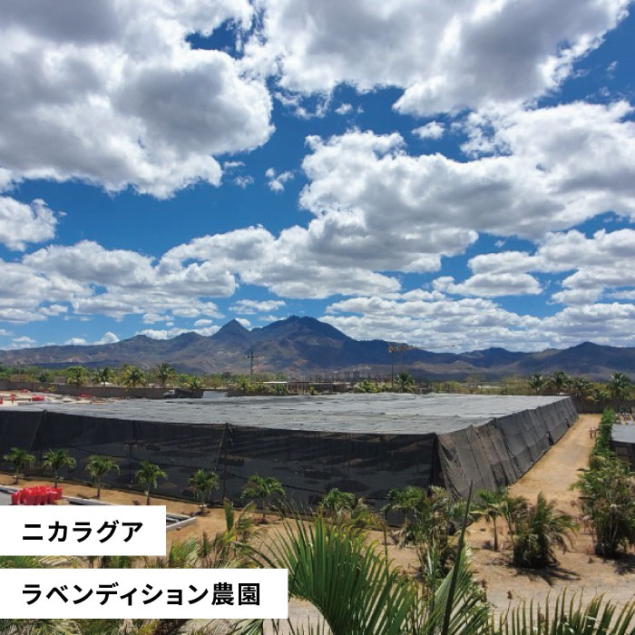 中煎り コーヒー 豆 250g × 2袋 （ 豆 ・ 粉 選べます ） ニカラグア産 ラベンディション農園 パカマラ種 ナチュラル糸島市 / COFFEE UNIDOS [AQF001]