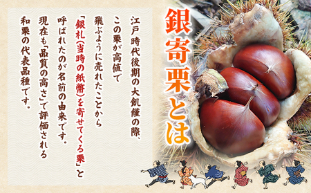 ＜栗の王様 銀寄栗（生栗）2L（約1kg）＞ 銀寄 ぎんよせ 甘い 生栗 和栗 マロン 栗 くり 栗ごはん 栗きんとん 甘露煮 旬 国産 産地直送 城川ファクトリー 愛媛県 西予市【冷蔵】『2026年