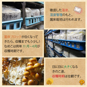 岩手県産 特大 なめこ 180g 10袋 【マッシュルームベッドハウス】／ 国産 雫石町産 きのこ 茸 キノコ 滑子 ナメコ 菌床栽培 小分け 小分け包装 1.8kg 自宅用 家庭用 仕送り 数量限定