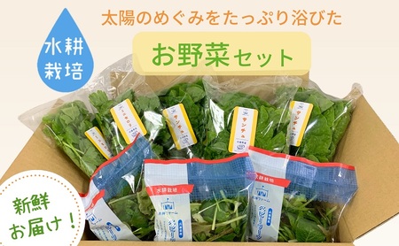 水耕野菜セット（3～5種類10パック程）