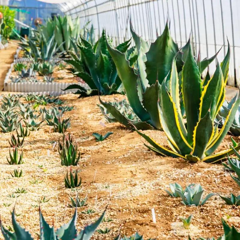 多肉植物 アガベ オロエンシス 園芸 ガーデニング 多肉植物