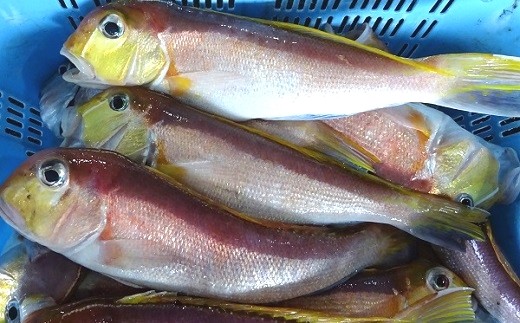 
手釣り キアマダイ 3.0kg前後 旬の魚シリーズ ［0704］
