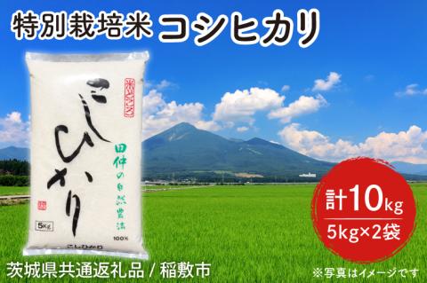 【6年度産】特別栽培米 田仲のコシヒカリ10kg(5kg×2袋)【米 おこめ こしひかり 農家直送 直送 茨城県】（茨城県共通返礼品/稲敷市）（HT-306）