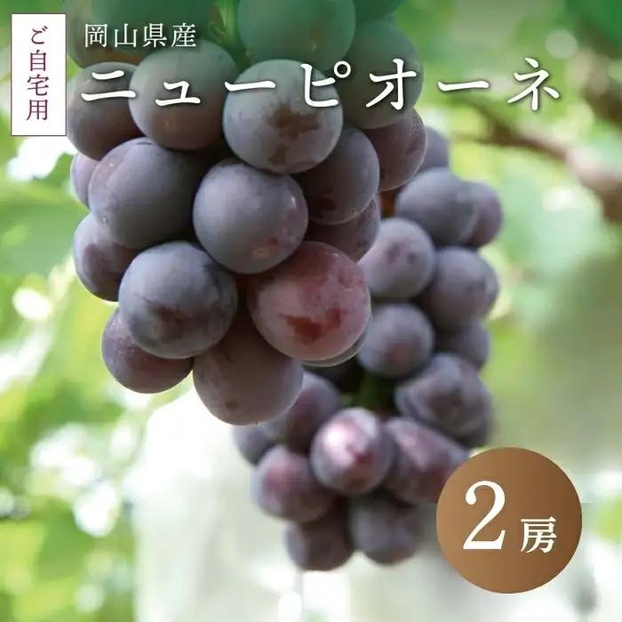 真庭市産 ニューピオーネ 自宅用 2房 /  (2026年8月中旬以降発送予定) 【配送不可地域：北海道／沖縄県／離島】  【jujy015-02】