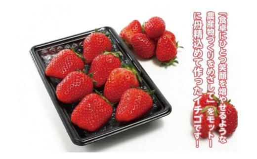 【先行予約／数量限定】京都丹後産 完熟いちご（かおりの） 4パック（2026年3月中旬～発送）