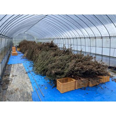 ふるさと納税 売木村 【栽培期間中農薬不使用・圧縮生絞り】新鮮えごま油　110g×3本(手作り　南信州 売木村産) |  | 02