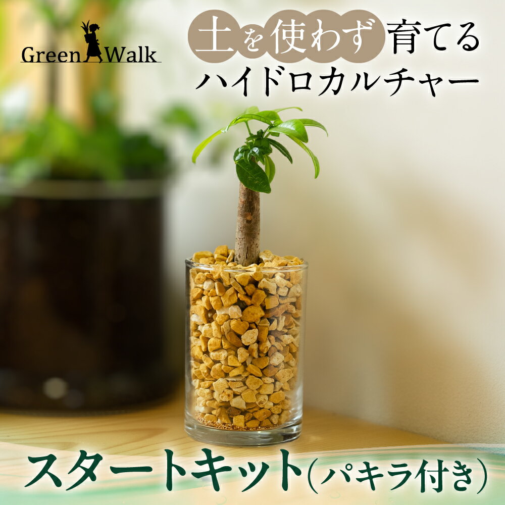 【ふるさと納税】ハイドロカルチャー 観葉植物 パキラ スタートキット 土無し インテリア 緑 グリーン 植物 簡単 初心者 かわいい 自然 おしゃれ 送料無料 Green Walk グリーンウォーク 愛知県 豊橋市